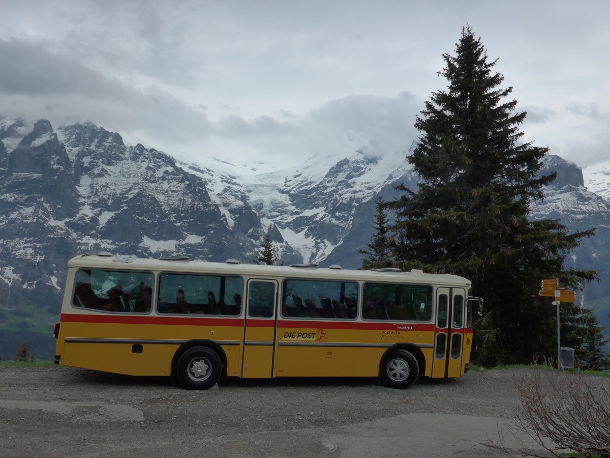 (161'042) - AVG Meiringen - Nr. 74/BE 607'481 - Saurer/R&J (ex PostAuto Berner Oberland; ex P 24'357) am 25. Mai 2015 in Grindelwald, Waldspitz