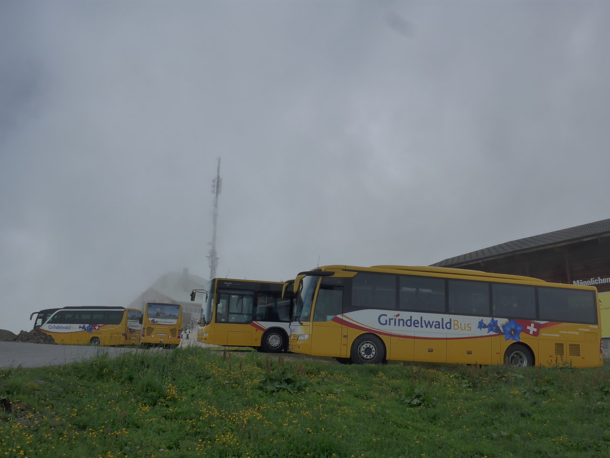 (207'705) - AVG Grindelwald - Nr. 26/BE 268'737 - Setra + Nr. 25/BE 73'249 - Mercedes + Nr. 19/BE 363'305 - MAN/Gppel + Nr. 30/BE 171'240 - Mercedes am 9. Juli 2019 auf dem Mnnlichen