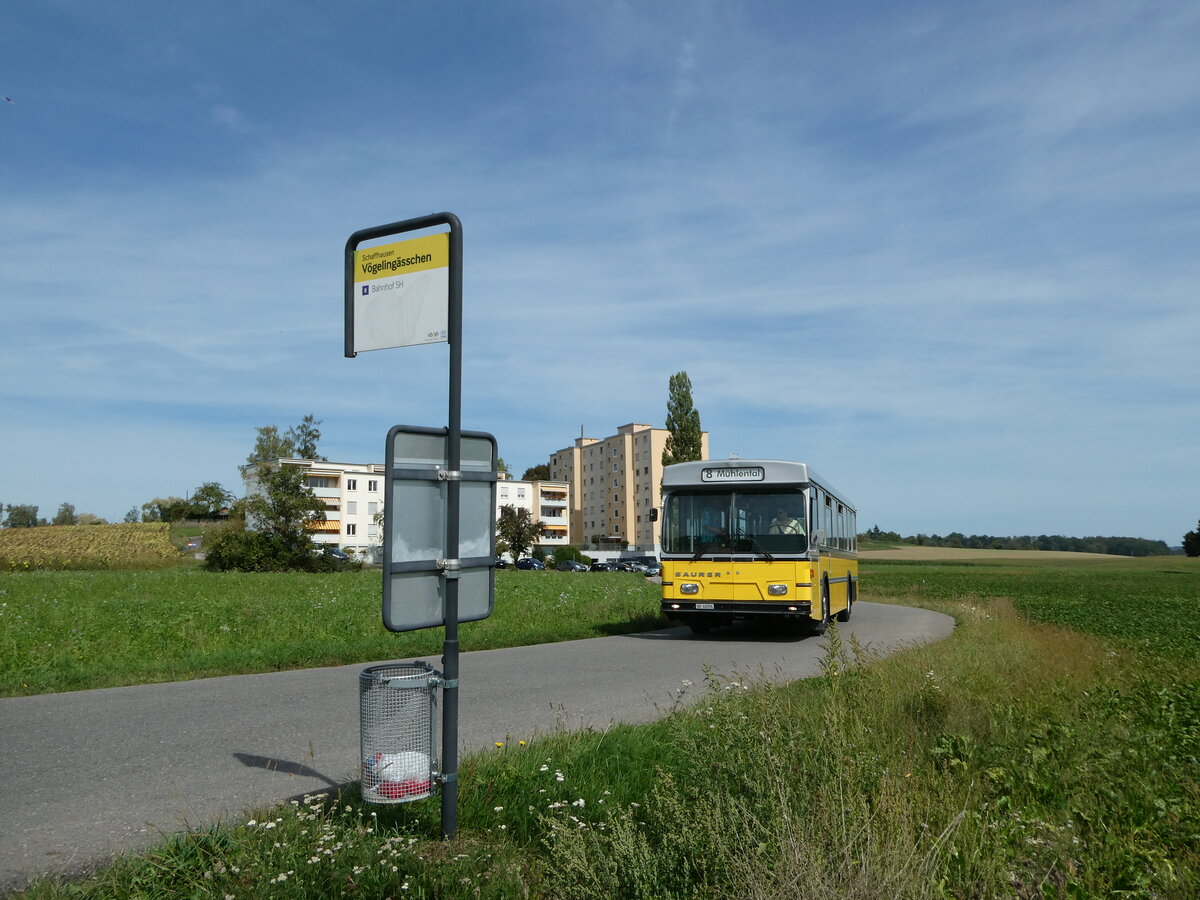 (255'328) - Wanner, Schleitheim - SH 48'096 - Saurer/Hess (ex Ruklic, Schaffhausen; ex VBSH Schaffhausen Nr. 40; ex VBSH Schaffhausen Nr. 19) am 17. September 2023 in Schaffhausen, Vgelingsschen